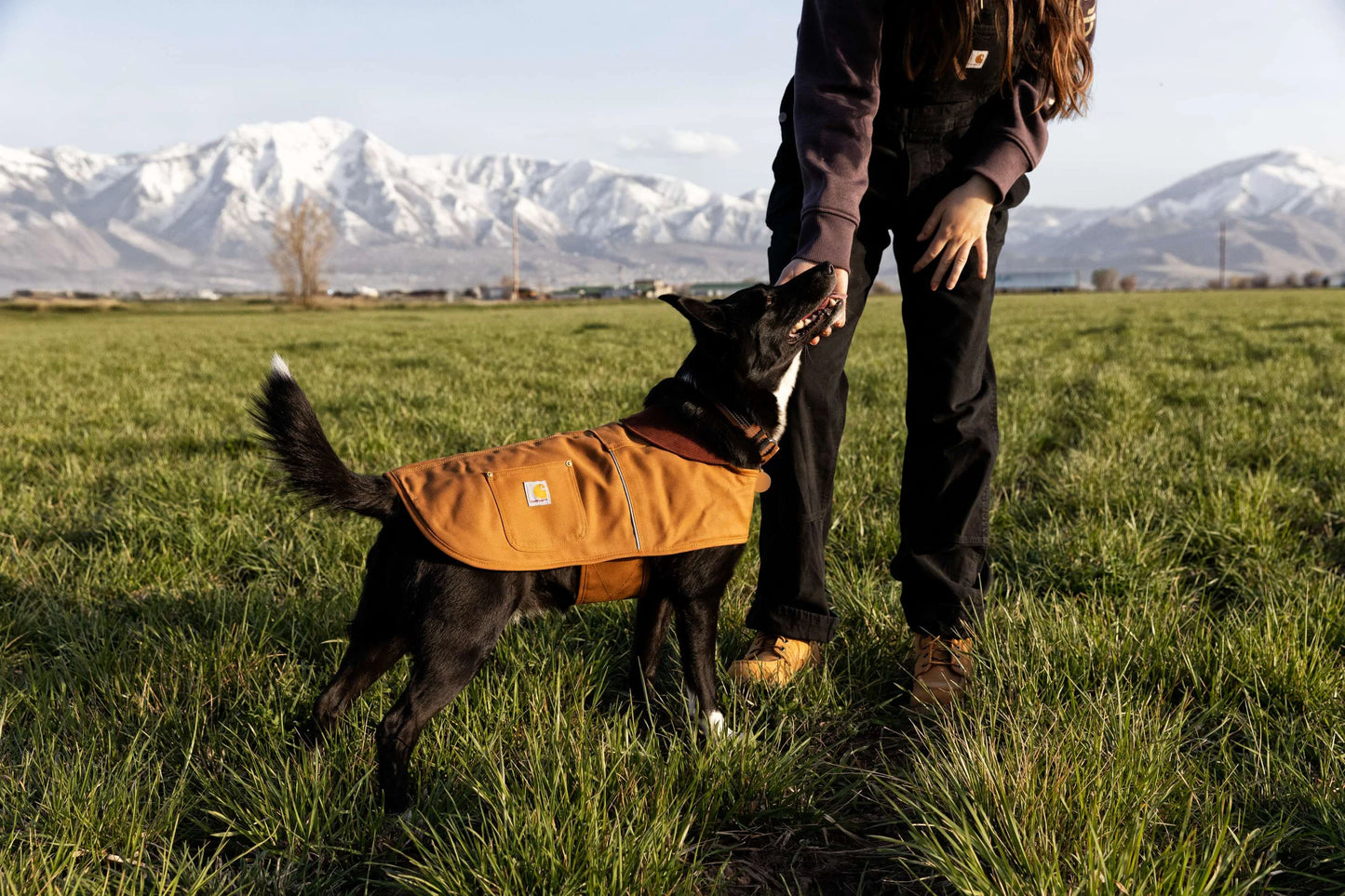 Firm Duck Insulated Dog Chore Coat